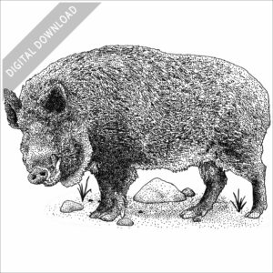 Japanese Wild Boar