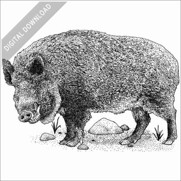 Japanese Wild Boar