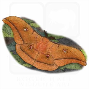 Japanese Silk Moth illustration