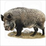 Japanese Wild Boar Illustration