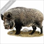 Japanese Wild Boar stock image
