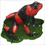 Lehmann's Poison Dart Frog illustration