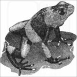 Lehmann's Poison Dart Frog-BW