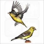 Lesser Goldfinch illustration