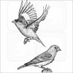 Lesser Goldfinch
