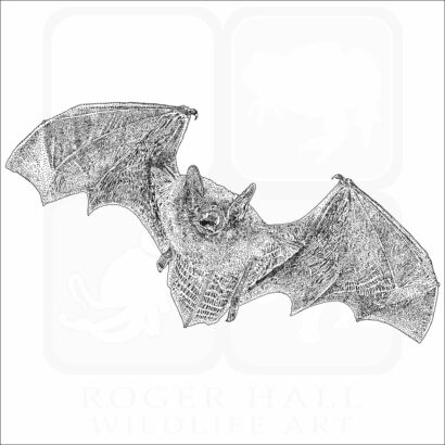Little Brown Bat