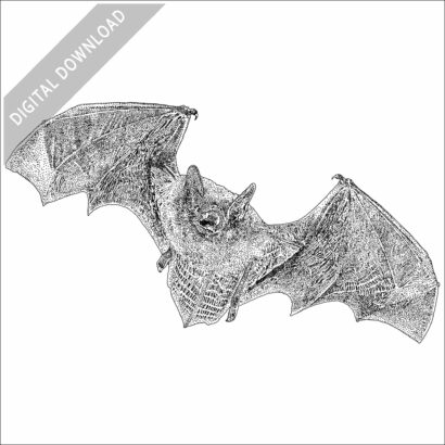 Stock Art Drawing of a Little Brown Bat - Image 2
