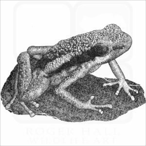 Manu Poison Dart Frog