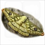 Marbled Emperor Moth illustration