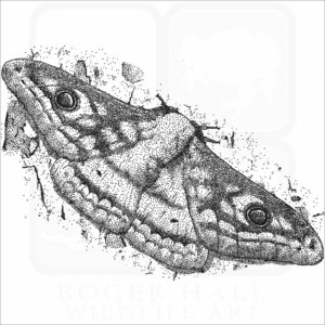 Marbled Emperor Moth