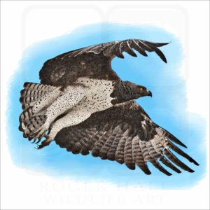 Martial Eagle illustration