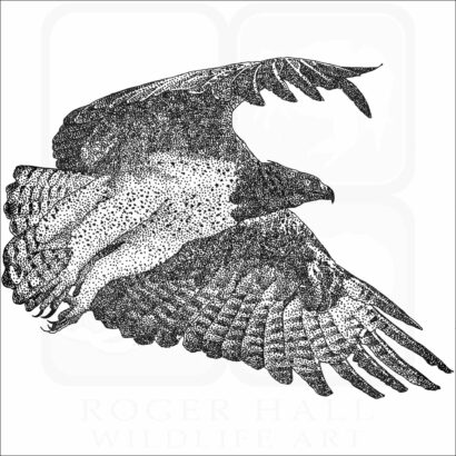 Martial Eagle