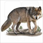 Mexican Wolf illustration