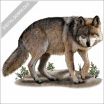 Mexican Wolf stock image