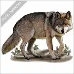Mexican Wolf stock image