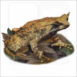 Mindanao Horned Frog illustration