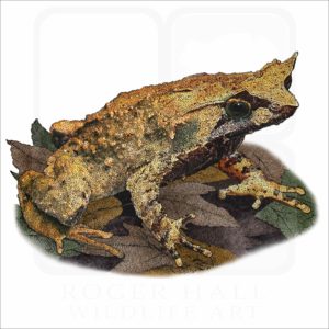 Mindanao Horned Frog illustration