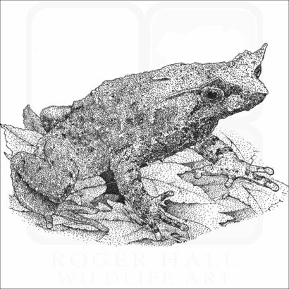 Mindanao Horned Frog