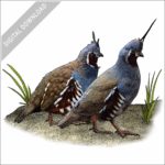 Mountain Quail stock image