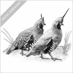 Mountain Quail