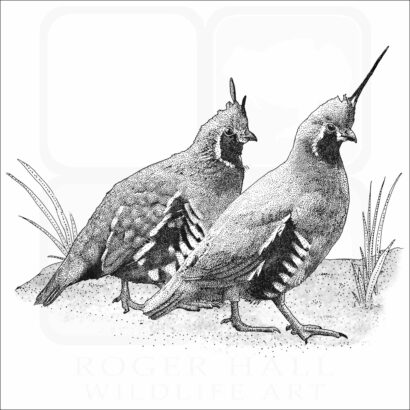 Mountain Quail