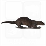 Neotropical River Otter illustration
