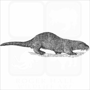 Neotropical River Otter