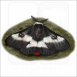 Nevada Buck Moth illustration