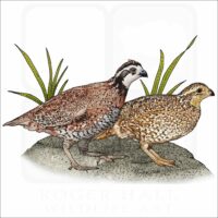 Northern Bobwhite illustration