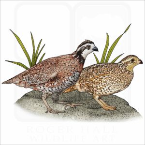 Northern Bobwhite illustration