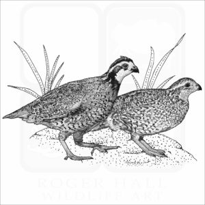 Northern Bobwhite