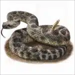 Northern Pacific Rattlesnake - Signed Fine Art Print