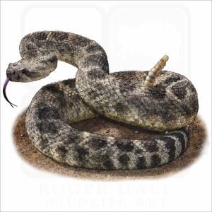 Northern Pacific Rattlesnake - Signed Fine Art Print