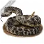 Northern Pacific Rattlesnake stock image