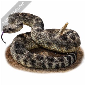 Northern Pacific Rattlesnake stock image