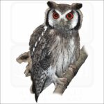 Northern White-Faced Owl illustration
