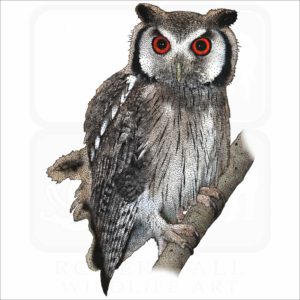 Northern White-Faced Owl illustration