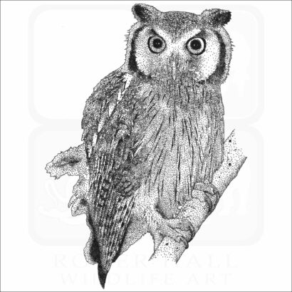 Northern White-Faced Owl
