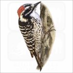 Nuttall's Woodpecker illustration