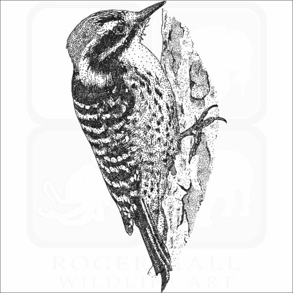 Nuttall's Woodpecker