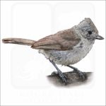 Oak Titmouse illustration