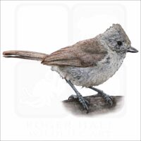 Oak Titmouse illustration