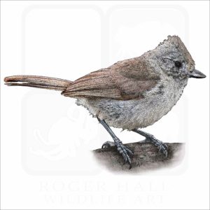 Oak Titmouse illustration