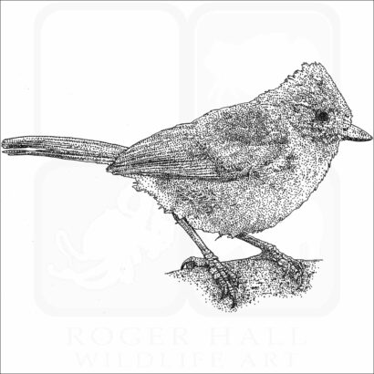 Oak Titmouse