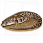Southern Alligator Lizard illustration
