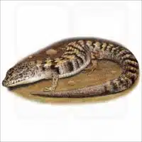 Southern Alligator Lizard illustration