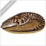 Southern Alligator Lizard stock image