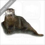 Southern River Otter stock image