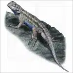 Western Fence Lizard illustration