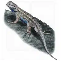 Western Fence Lizard illustration